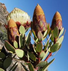 Protea glabra
