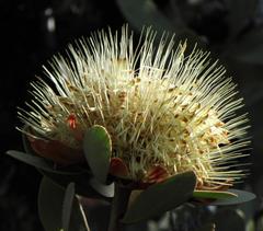 Protea glabra