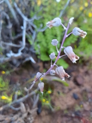Lachenalia bolusii