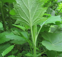 Scrophularia scopolii