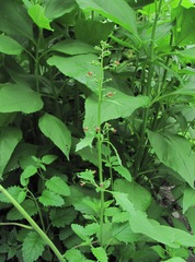 Scrophularia scopolii