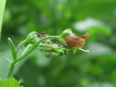 Scrophularia scopolii