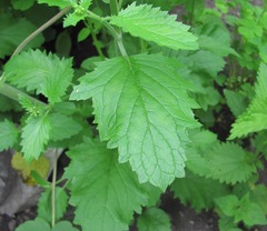 Scrophularia scopolii