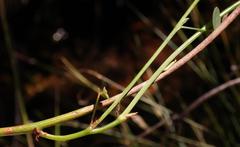 Indigofera paludicola