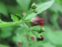 Scrophularia scopolii