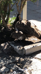 Pavo cristatus