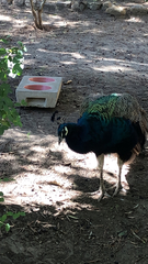 Pavo cristatus