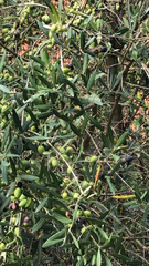 Olea europaea