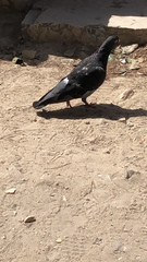 Columba livia domestica