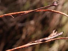 Indigofera paludicola