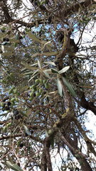 Olea europaea