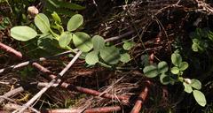 Indigofera paludicola