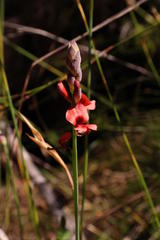 Indigofera paludicola