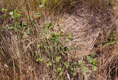 Indigofera paludicola