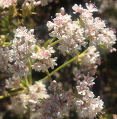 Eriogonum fasciculatum foliolosum