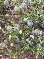 Clematis macropetala