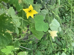 Schizocarpum palmeri