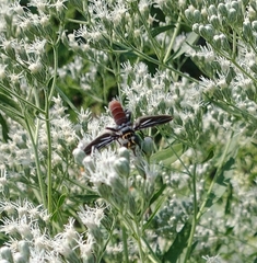 Trichopoda lanipes