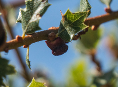 Disholcaspis prehensa