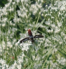 Trichopoda lanipes