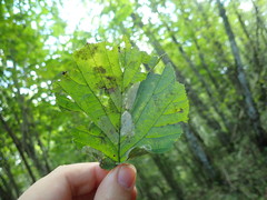 Phyllonorycter coryli