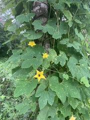 Schizocarpum palmeri