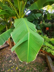 Musa basjoo