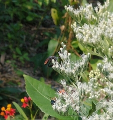 Trichopoda lanipes