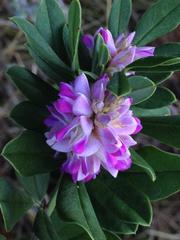 Indigofera cytisoides