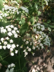Ageratina altissima