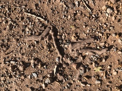 Reticulitermes tibialis