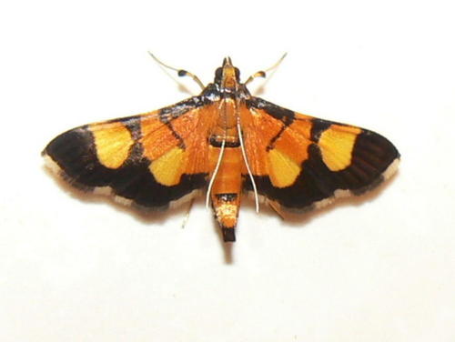 Aethaloessa floridalis Zeller, 1852