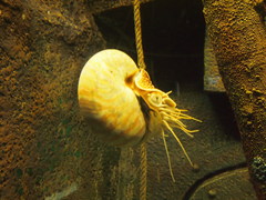 Nautilus pompilius