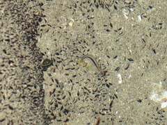 Parablennius laticlavius