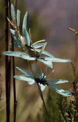 Ixia viridiflora