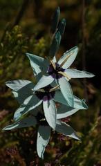 Ixia viridiflora