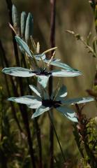 Ixia viridiflora