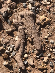 Reticulitermes tibialis