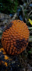 Corynaea