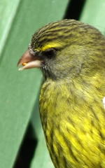 Crithagra scotops umbrosa