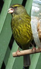 Crithagra scotops umbrosa