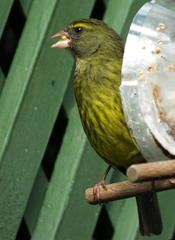 Crithagra scotops umbrosa