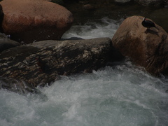 Merganetta armata armata