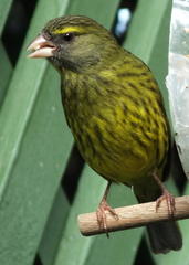 Crithagra scotops umbrosa