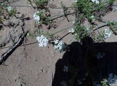 Dasispermum