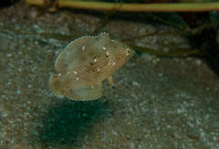 Anampses caeruleopunctatus