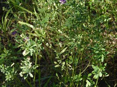 Medicago sativa sativa