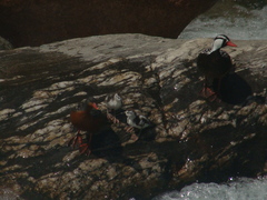 Merganetta armata armata