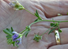 Medicago sativa sativa