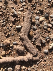 Reticulitermes tibialis